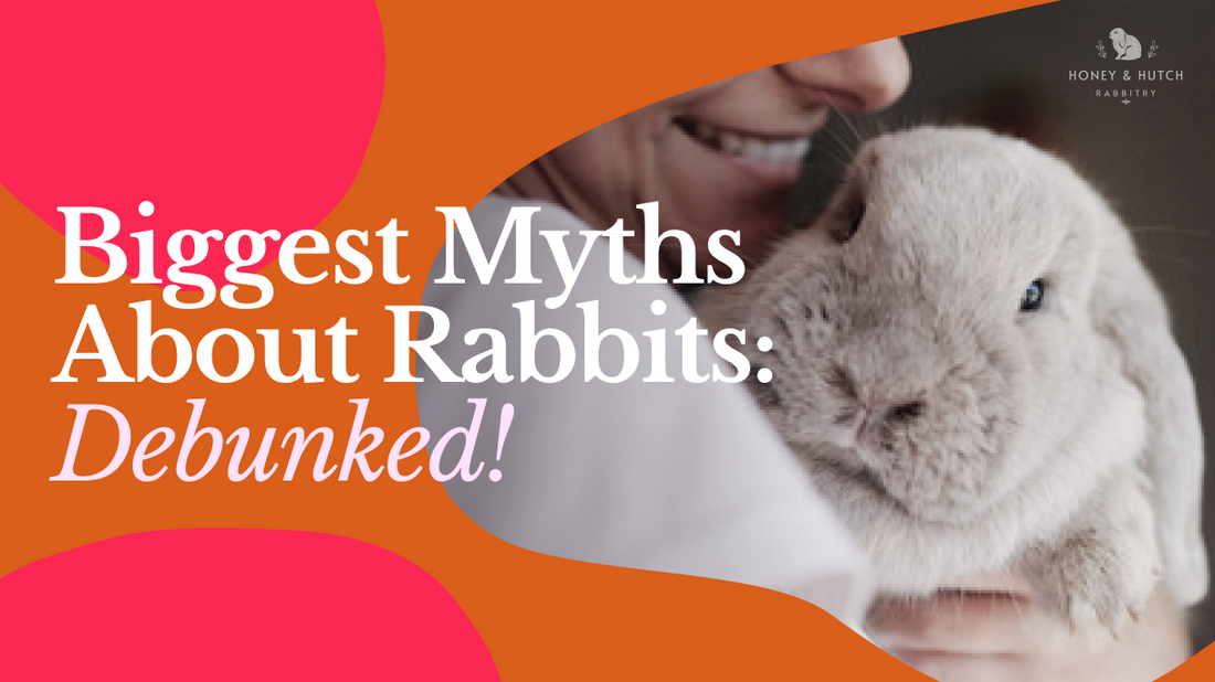 Biggest Myths About Rabbits: Debunked!
