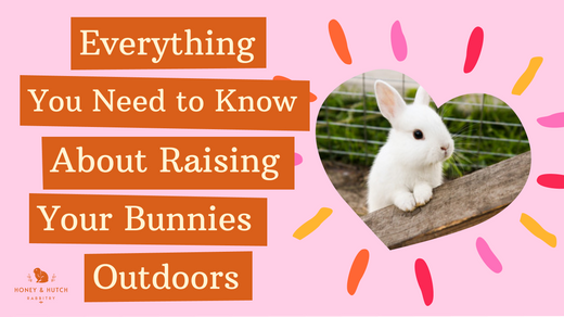 Everything You Need to Know About Raising Your Bunnies Outdoors