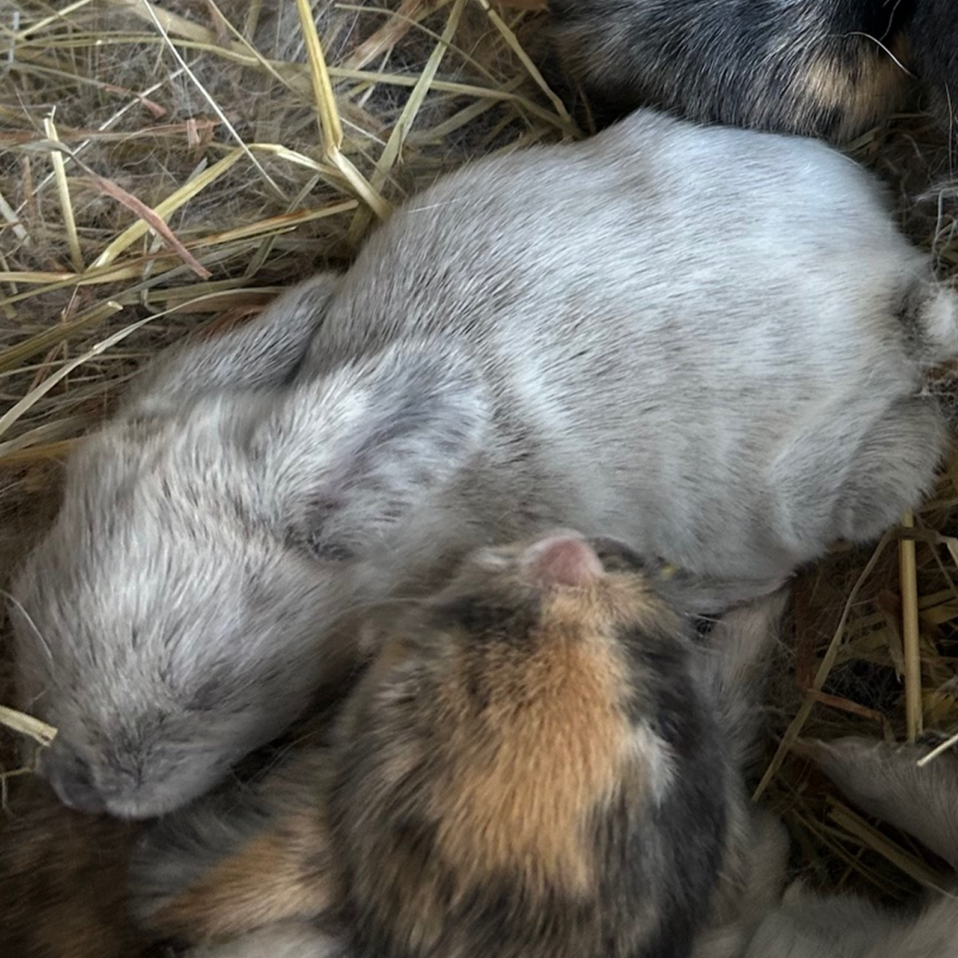 Bunny 1 — Light Gray Speckled Harlequin