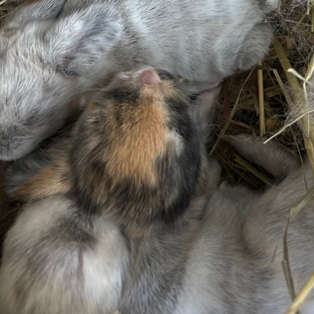 Bunny 4 — Brown & Black Speckled Harlequin