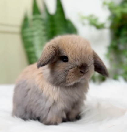 Bunny Starter Basket Bundle: Bunny + Care Basket Essentials