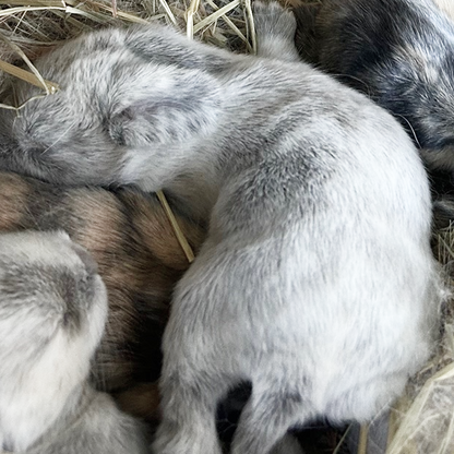 Bunny 2 — Light Gray & White Harlequin