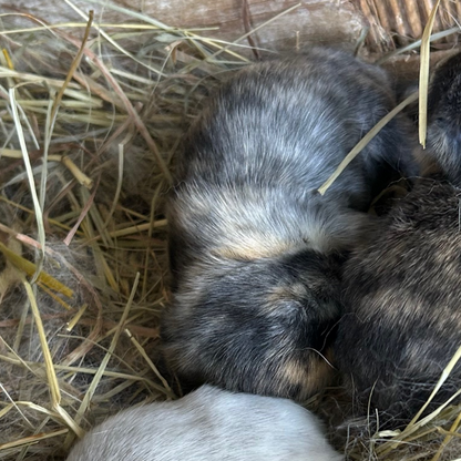 Bunny 3 — Black & Cream Harlequin
