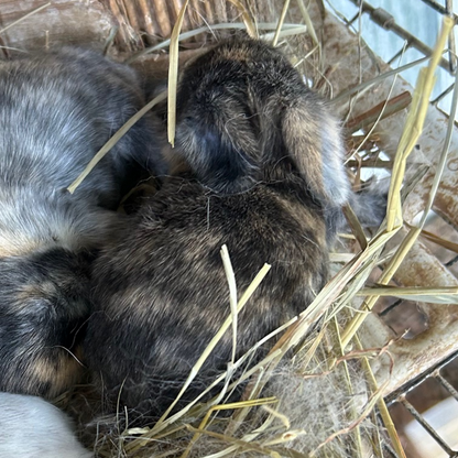 Bunny 5 — Brown & Black Harlequin