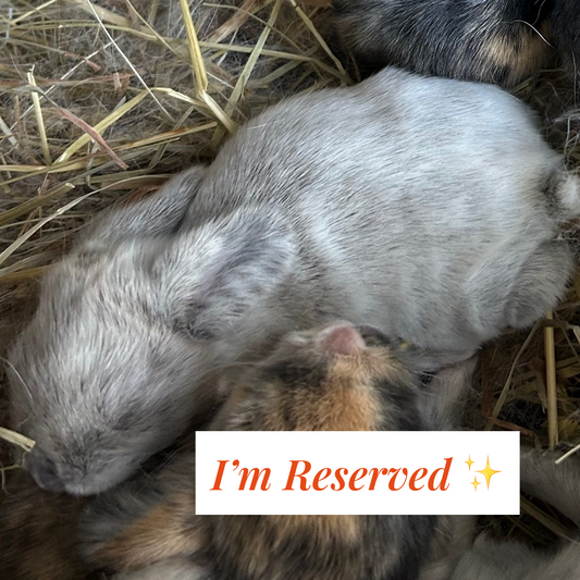 Bunny 1 — Light Gray Speckled Harlequin