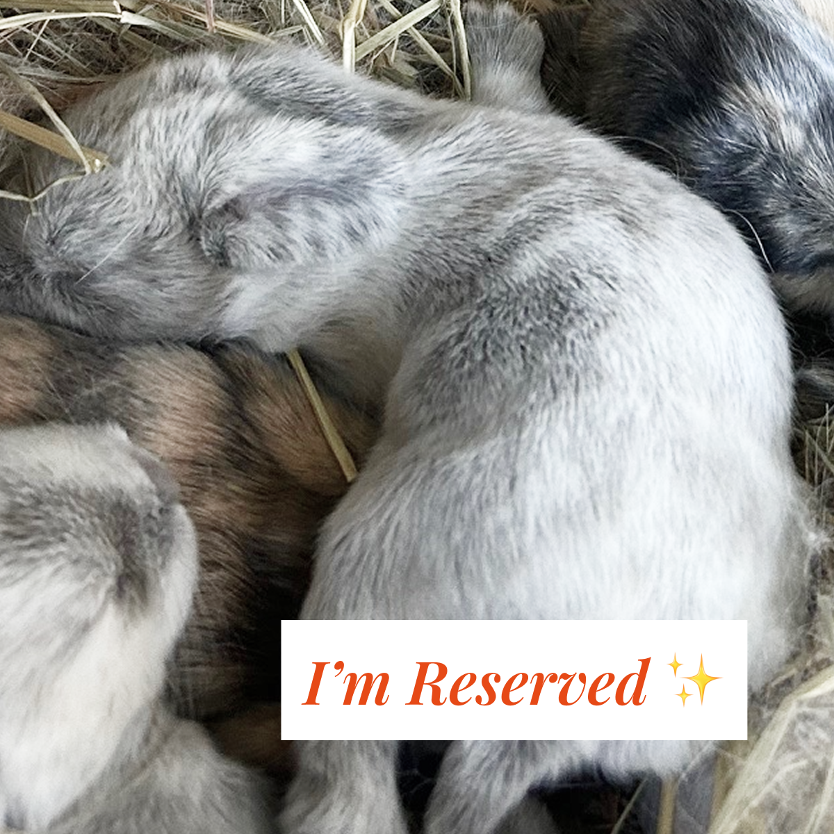 Bunny 2 — Light Gray & White Harlequin