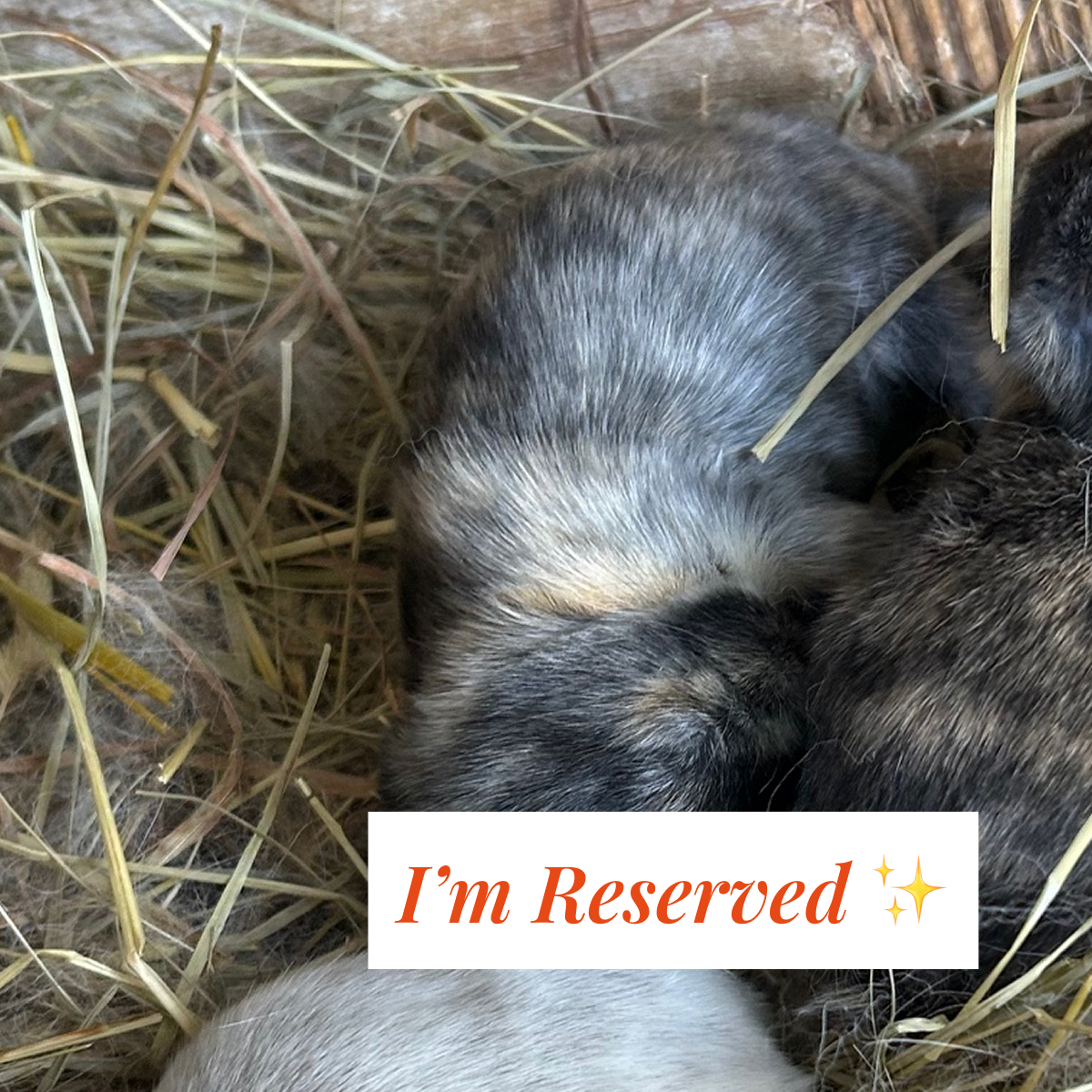 Bunny 3 — Black & Cream Harlequin