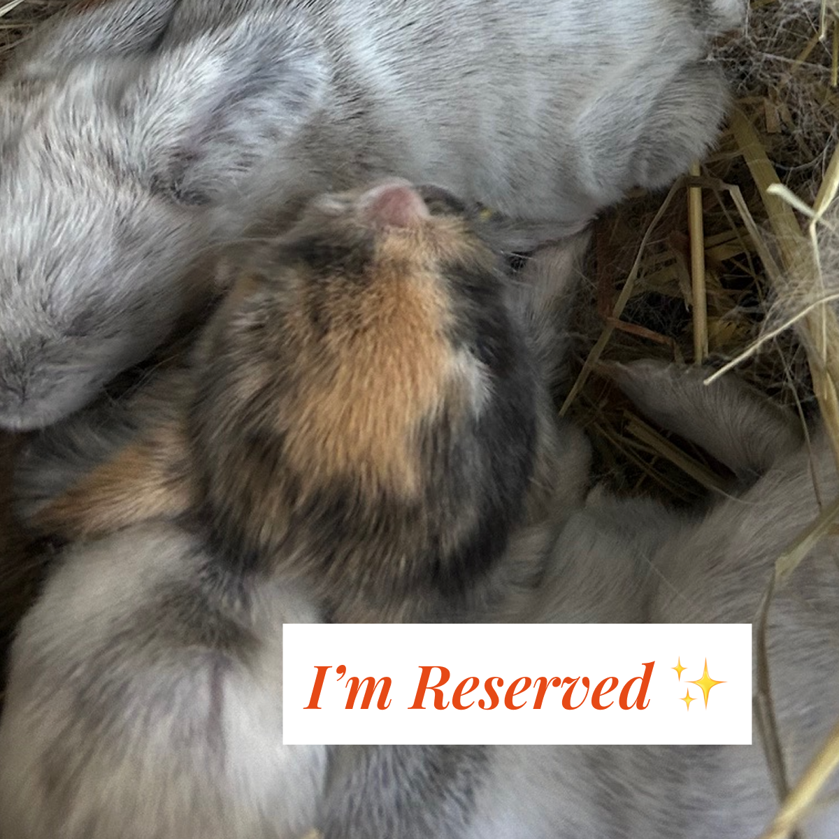 Bunny 4 — Brown & Black Speckled Harlequin