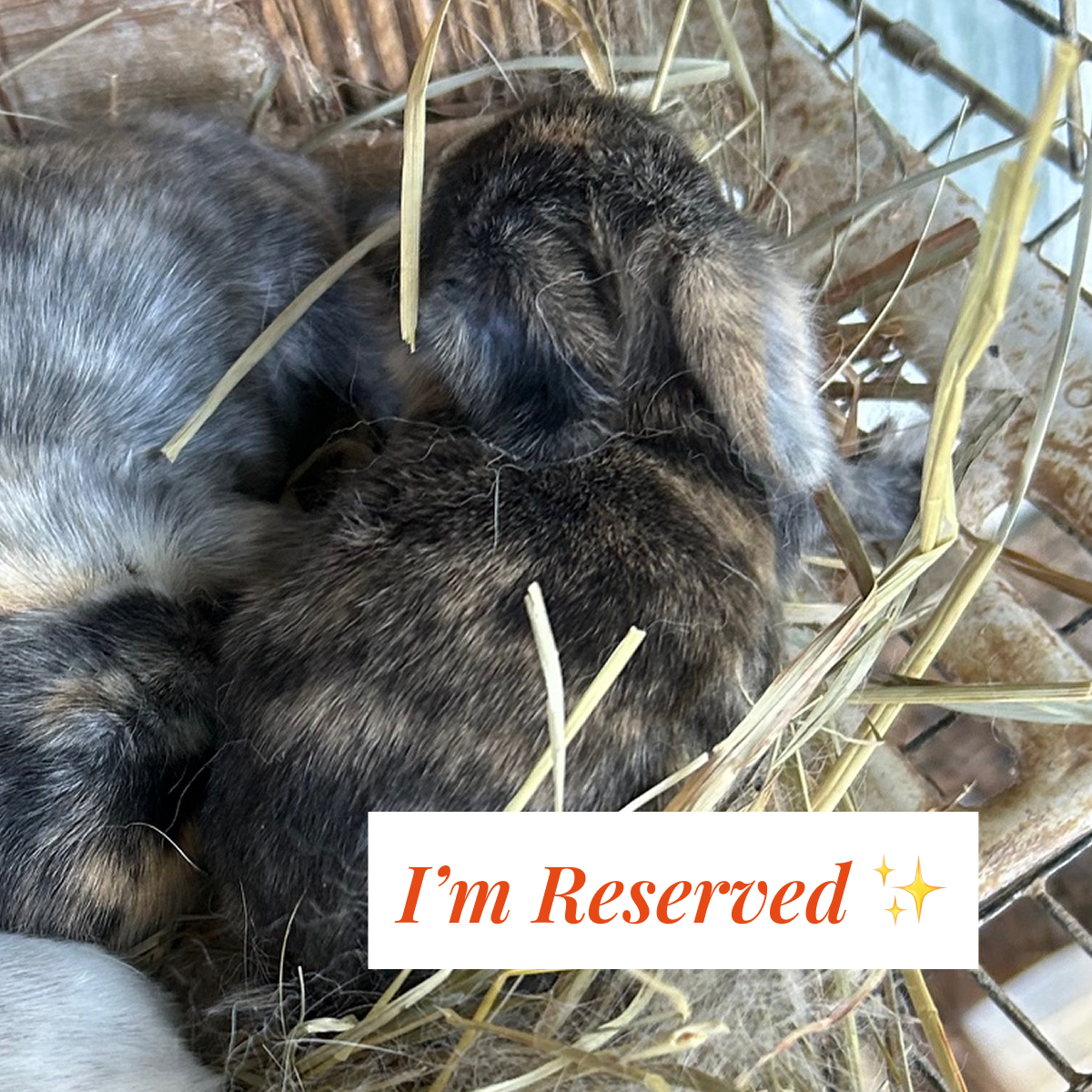 Bunny 5 — Brown & Black Harlequin